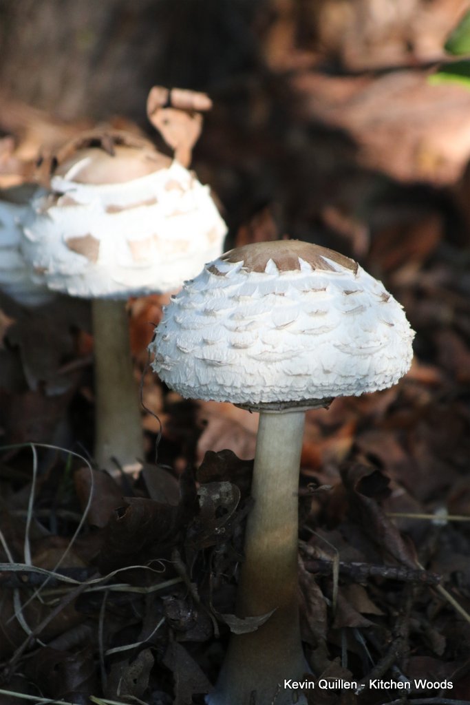 White Mushrooms - #8